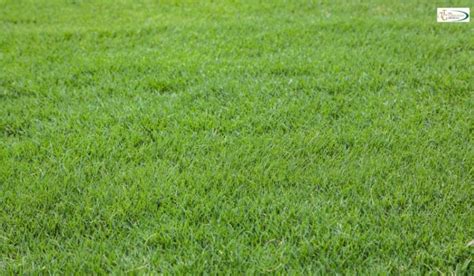 Tiftuf® Bermuda Shade And Drought Tolerant Bermuda Grass