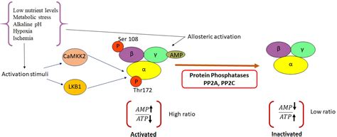 Frontiers The Role Of Ampk In Cancer Metabolism And Its Impact On The