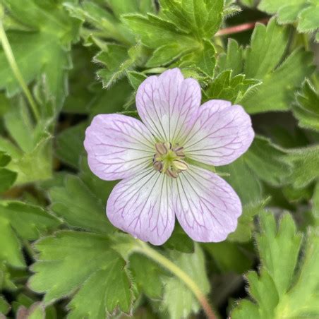 Geranium Confetti Le Chatel Des Vivaces