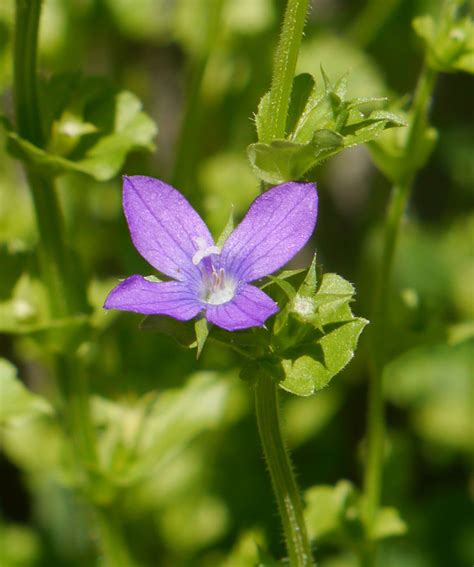 Venus’ Looking Glass Triodanis Perfoliata Identify That Plant