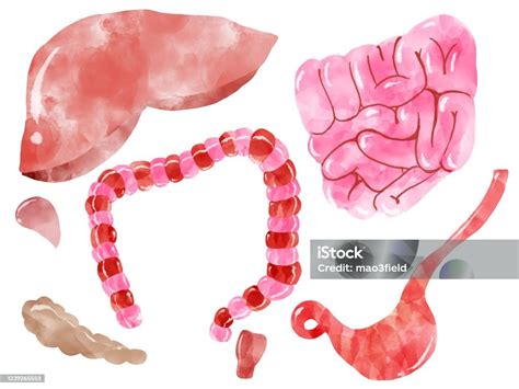 Organes Intérieurs Diagramme Danatomie Humaine Avec Des Organes