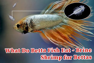 What Do Betta Fish Eat Brine Shrimp For Bettas Hygger