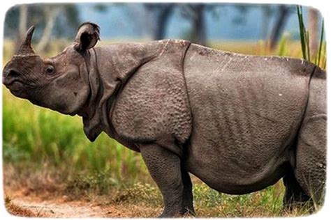 badak jawa javan rhinoceros aneka hayati