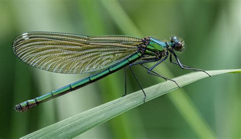 The Symbolic And Spiritual Meaning Of A Dragonfly Landing On You Artofit