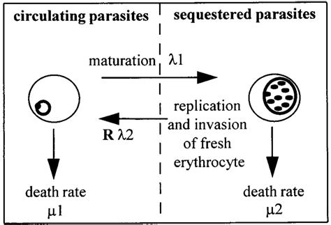 Schematic Of Erythrocytic Cycle Of P Falciparum Malaria The Parasite Download Scientific