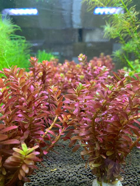 Rotala Macrandra Emersed