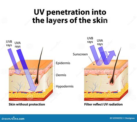 Human Skin Of Absorbing And Reflected Uv Rays Stock Vector Image 52590252