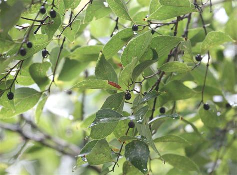 Celtis Sinensis Flickr