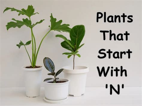 Plants Starting With N [Full List] - Samtana