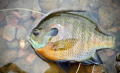 The Blues Of Summer Fly Fishing For Summertime Bluegills Guide