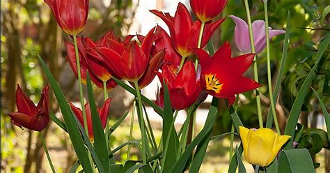 Les Tulipes Le Guide Pour Fleurir Son Jardin Plantes Et Jardins