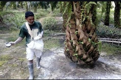 Cara Dan Waktu Yang Tepat Pemupukan Kelapa Sawit Saat Musim Kemarau