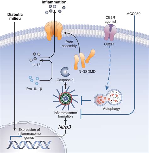 Podocyte As The Link Between Sterile Inflammation And Diabetic Kidney