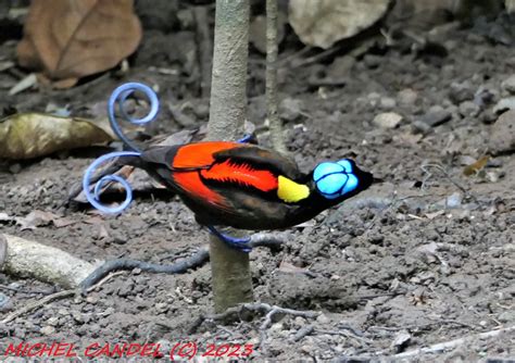 Wilson S Bird Of Paradise Diphyllodes Respublica Bonapa Flickr