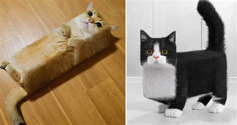 Artist Uses Their Photoshop Skills To Turn Ordinary Animals Into Minecraft-Inspired Cubed Animals