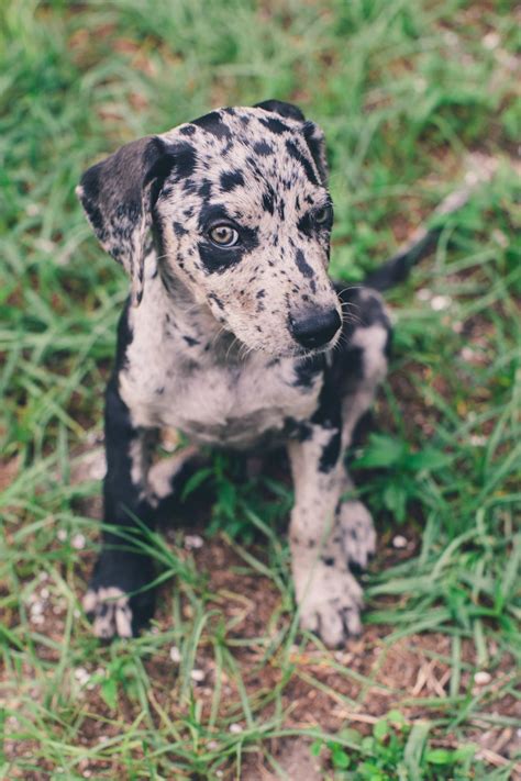 Pin By Lauren Piper On Photography Catahoula Leopard Dog Louisiana