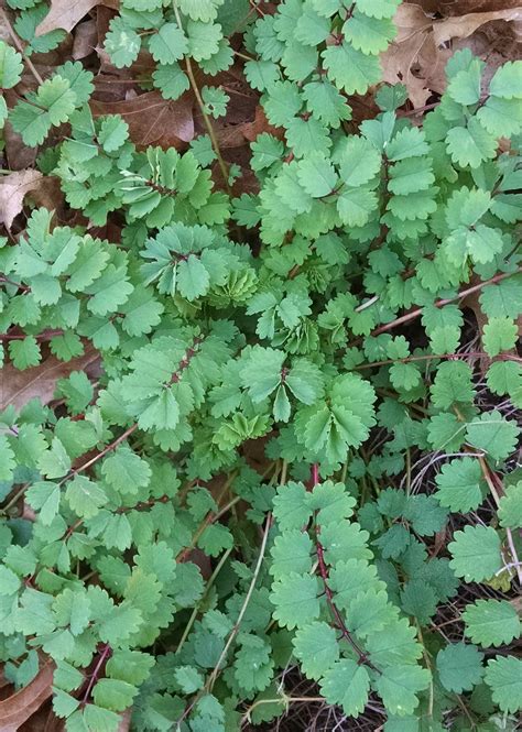 Salad Burnet: How to Plant and Grow - SproutedGarden.com