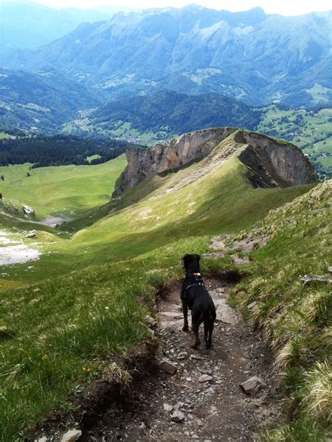 Randonn Es D Couvrir Avec Son Chien En Suisse Chien Randonn E