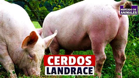 Raza de cerdos Landrace características y uso en la industria cárnica