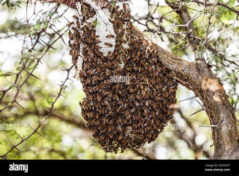 Interminable Seminario Carpintero Panal De Abejas Africanas H Medo