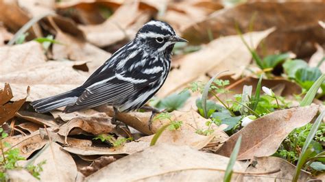 Black And White Warbler Audubon Field Guide