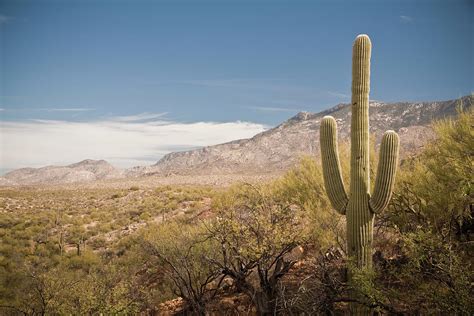 Desert Landscape - 1 Cactus With by Motoed