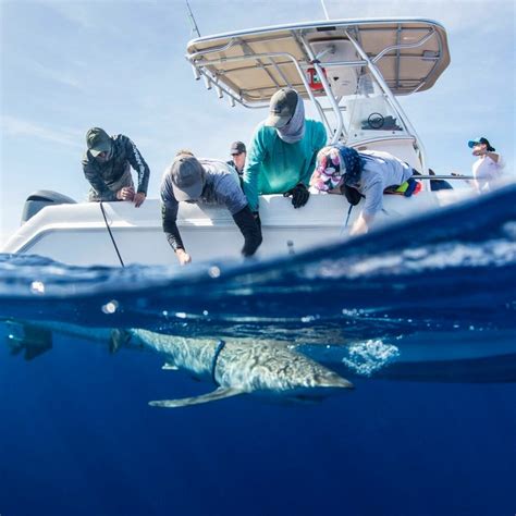 Shark Research — Saving the Blue