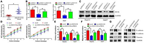 LINC01419 Facilitates Hepatocellular Carcinoma Growth And Metastasis