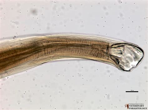 Bunostomum Sp Roundworms Monster Hunters Guide To Veterinary Parasitology