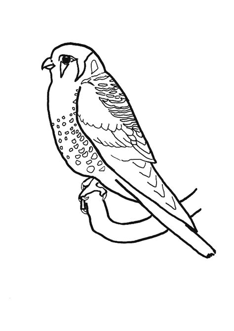 Coloriage Oiseau Perruche