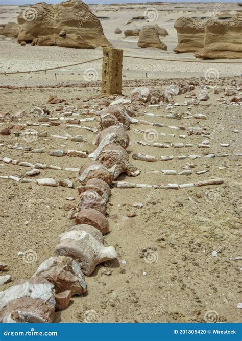 Whale Skeleton In Wadi El Hitan Valley Of The Whales Paleontological