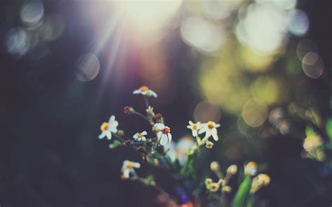 Wallpaper Sunlight Flowers Nature Reflection Grass Green Yellow