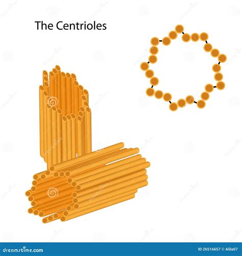 Estructura De Los Centr Olos Fotograf A De Archivo Libre De Regal As