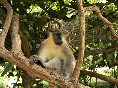 Barbados Wildlife Reserve - Southern Palms Beach Club Barbados