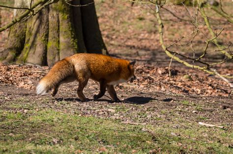 デスクトップ壁紙 野生動物 動物園 狐 Djur Djurpark Sk Nesdjurpark R V 動物相 脊椎動物