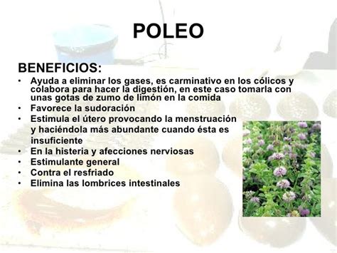 Curso Curso De Plantas Medicinales Y Herbología