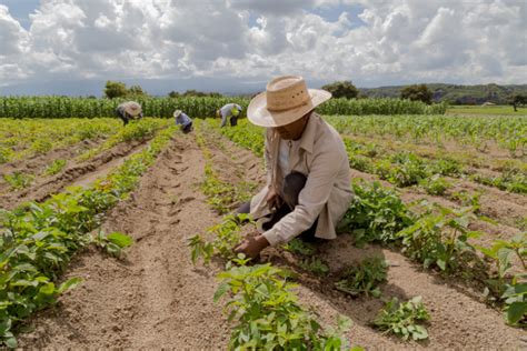 Abrir Agricultura Ventanillas Para Apoyos Y Subsidios En