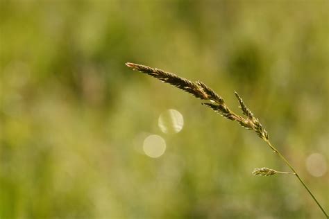 Nature Weeds Grass - Free photo on Pixabay - Pixabay