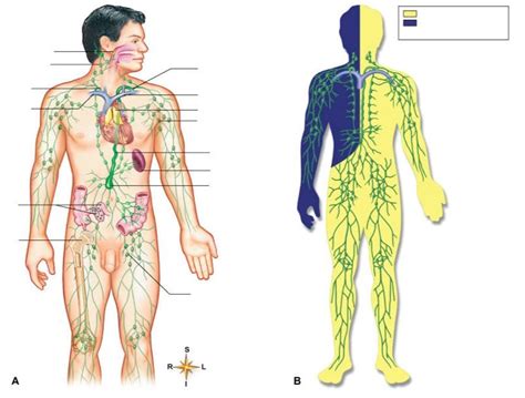 Lymphatic System Diagram Quizlet