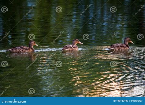 Three Wild Ducks Swim Along The River Stock Image Image Of Region