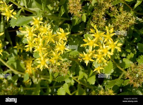 Yellow Flowers Of Hybrid Stonecrop Crassulaceae Sedum Hybridum Ural