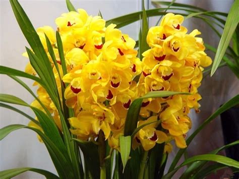 5 Mudas De Orquidea Cymbidium Pronta Entrega Promocao MercadoLivre