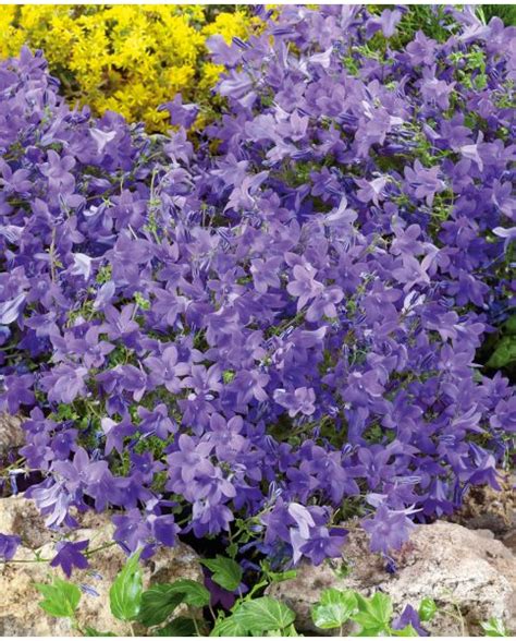 Buy Rare Unusual Exciting Plants Hayloft Campanula Birch Hybrid