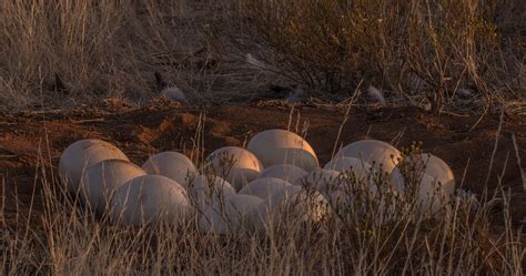 Bird Eggs Ostrich - Free photo on Pixabay