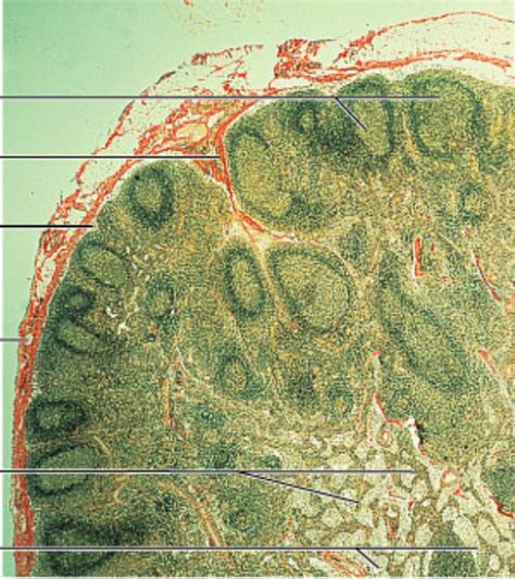 Lymph Histology Diagram Quizlet