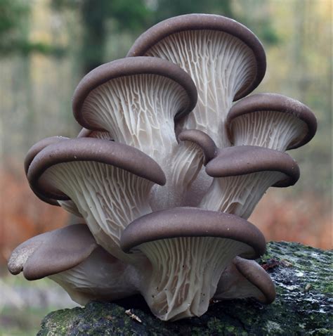 Pin Op Nature Is Cool Paddestoelen Herfstfotografie Botanische