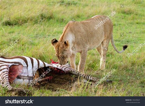 Female Lions Eating A Zebra, Maasai Mara, Kenya Stock Photo 145478527 ...