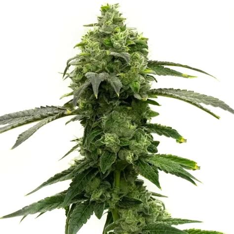 Super Lemon Haze Feminized Cannabis Seeds Seed Depot Canada