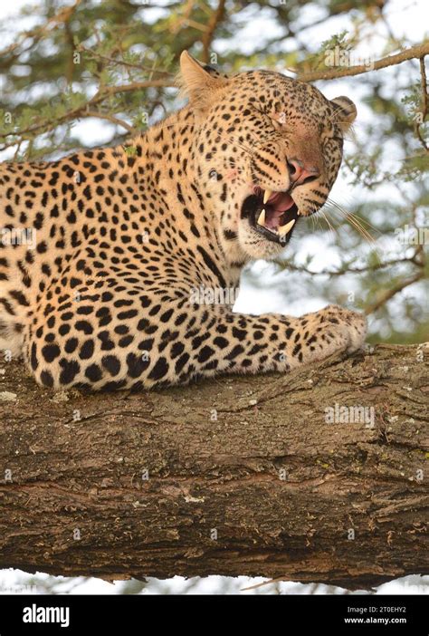 Tired Leopard Panthera Pardus In An Acacia Tree In The Savanna