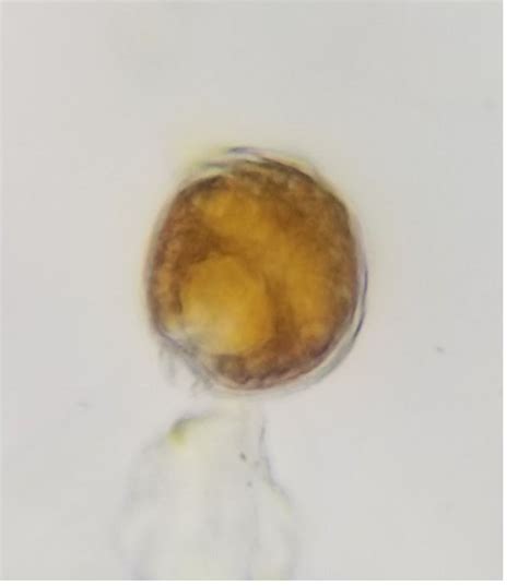 A Transgenic World: Dinoflagellates in the Reef Tank - What, Why, and How?